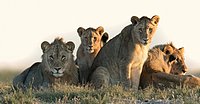 Löwen-Rudel im TimBila-Reservat